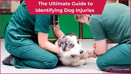 Dog Injuries article header