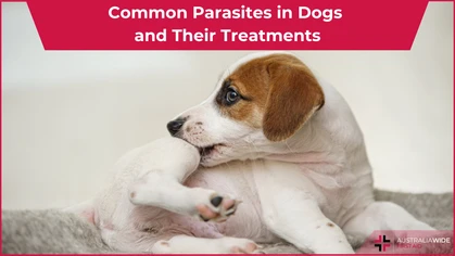 Dog Parasites article header