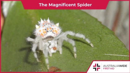 The Magnificent spider is renowned for distinctive markings on its abdomen, as well as an ingenious method for capturing moths. They are common in forests and suburban gardens in New South Wales and Queensland. (Photo credit: woeful_haichi/Reddit)